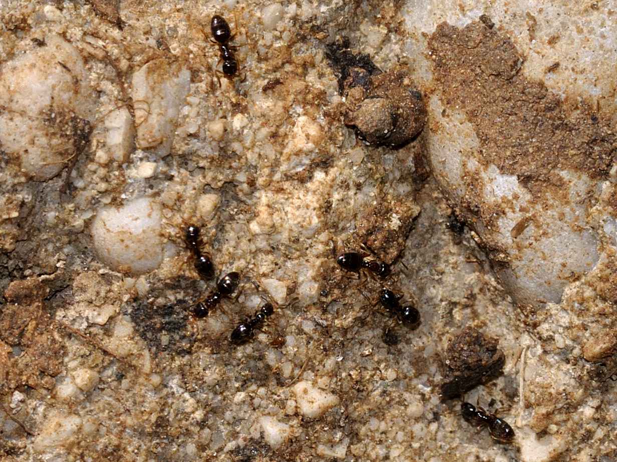 Plagiolepis sp. (Formicidae)